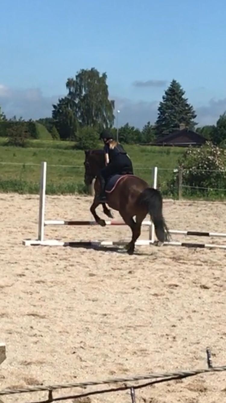 Anden særlig race Herkules billede 5