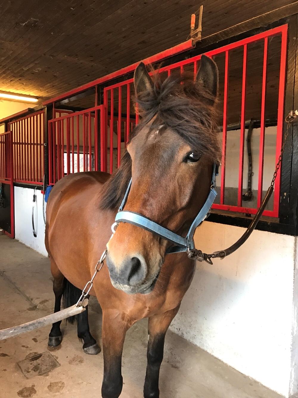 Anden særlig race Herkules billede 6