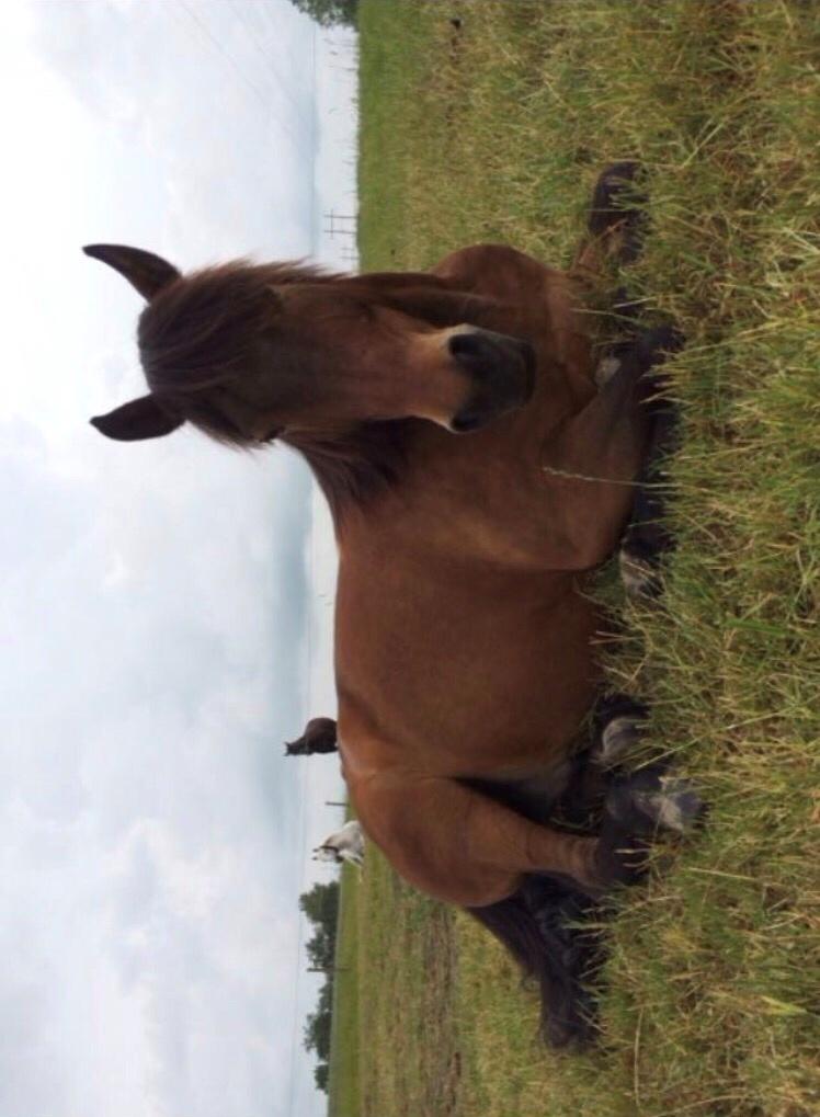 Anden særlig race Herkules billede 7