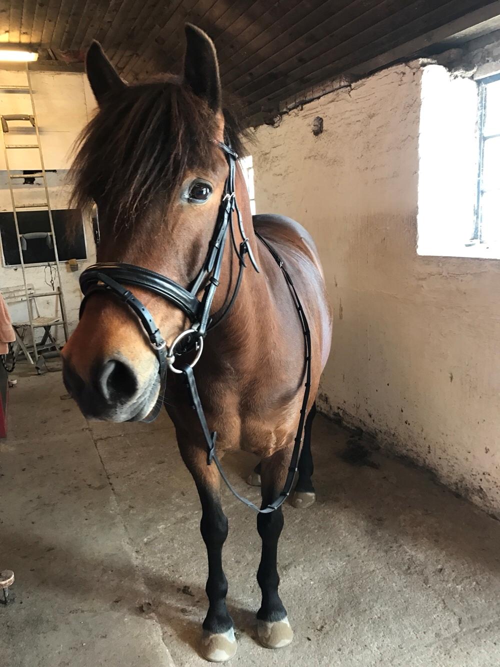 Anden særlig race Herkules billede 8