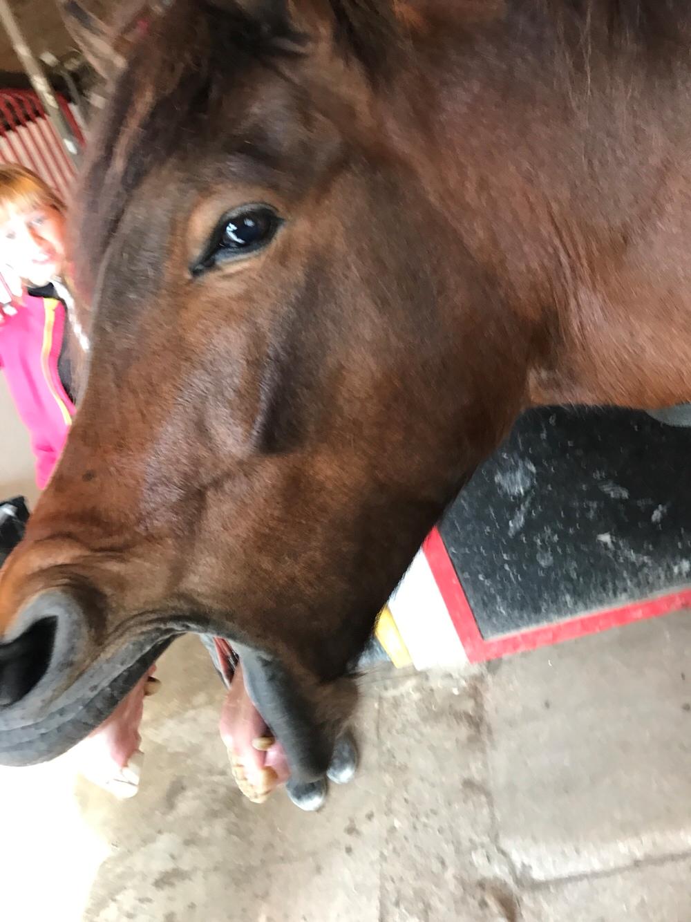 Anden særlig race Herkules billede 9