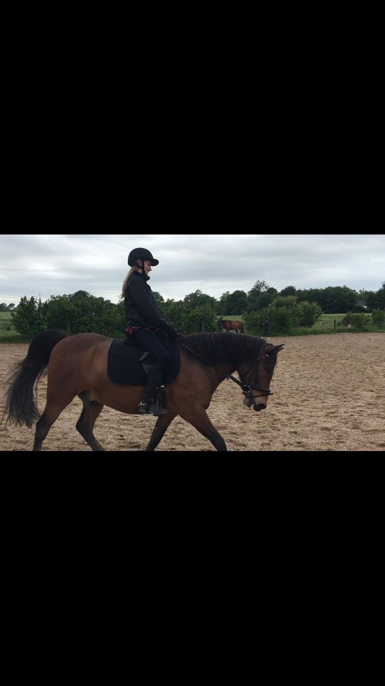 Anden særlig race Herkules billede 11