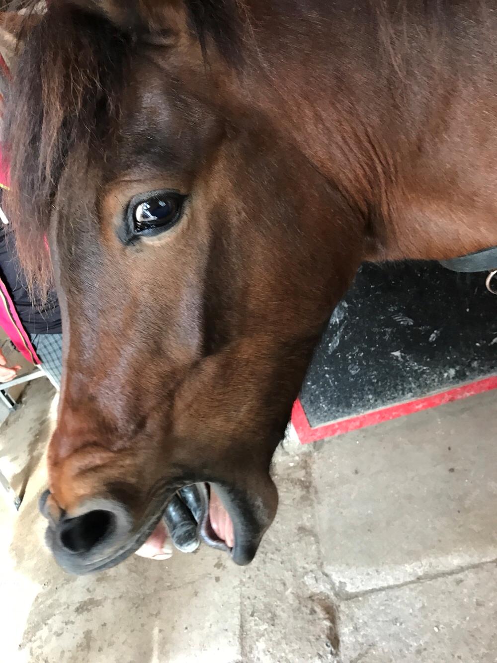 Anden særlig race Herkules billede 10