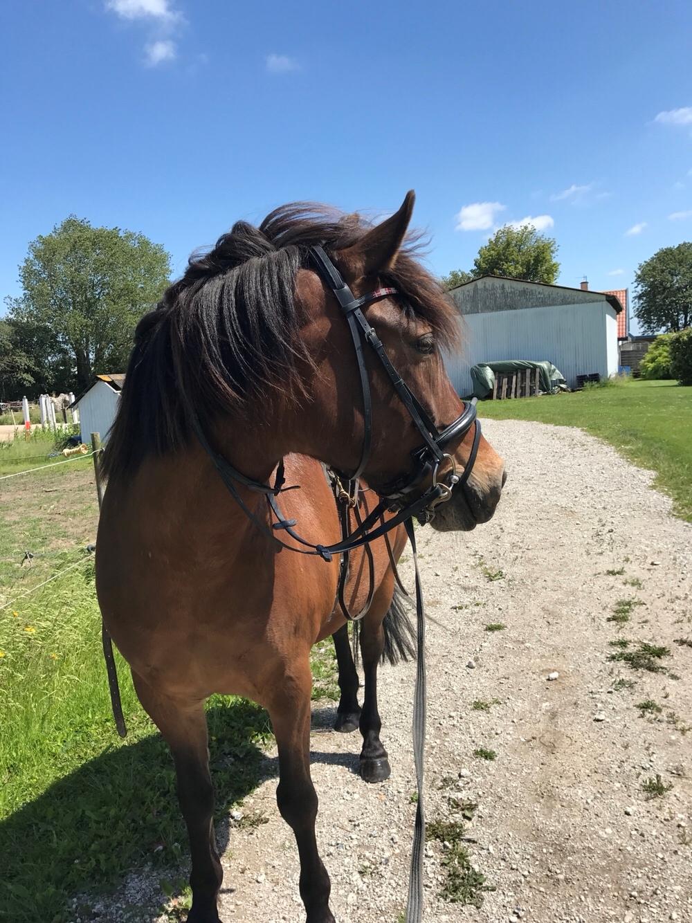 Anden særlig race Herkules billede 12