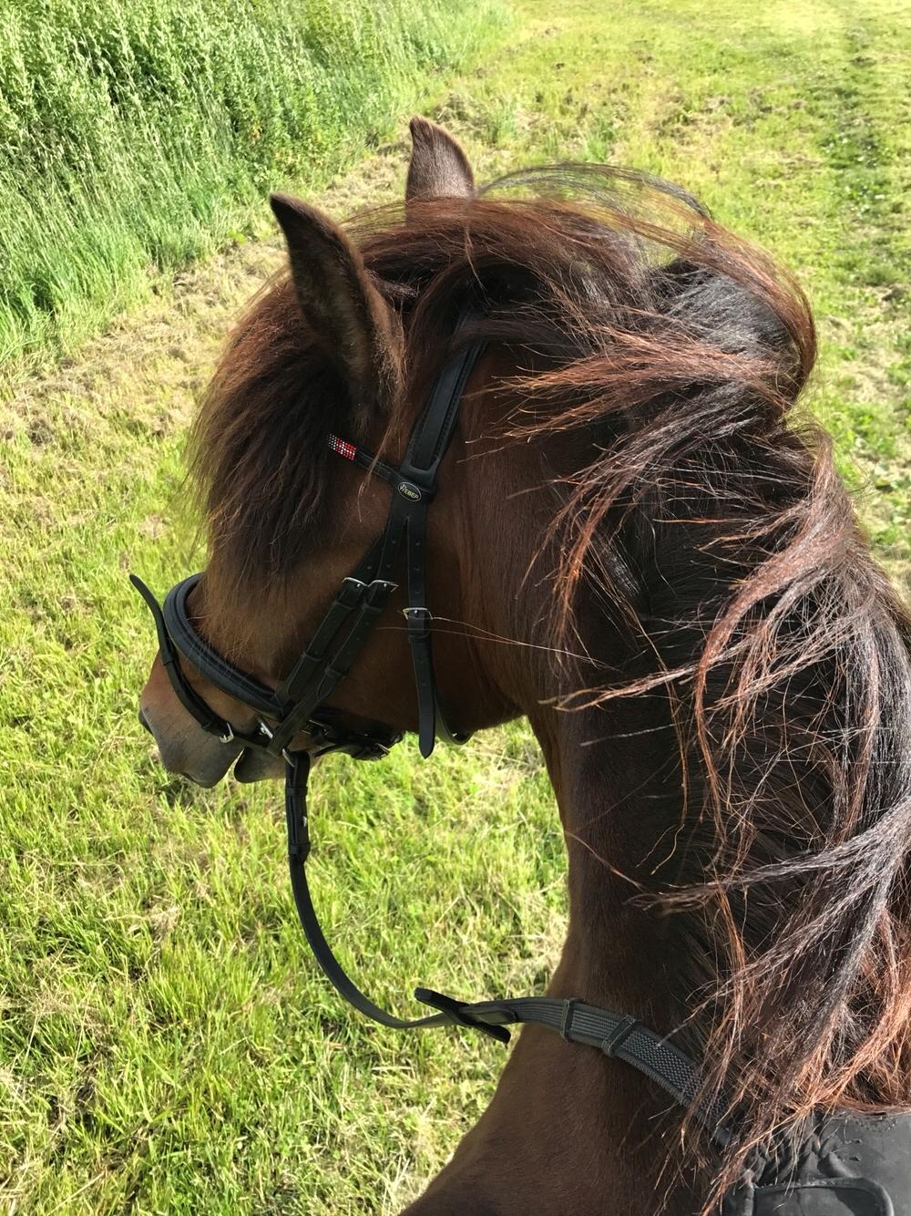 Anden særlig race Herkules billede 13