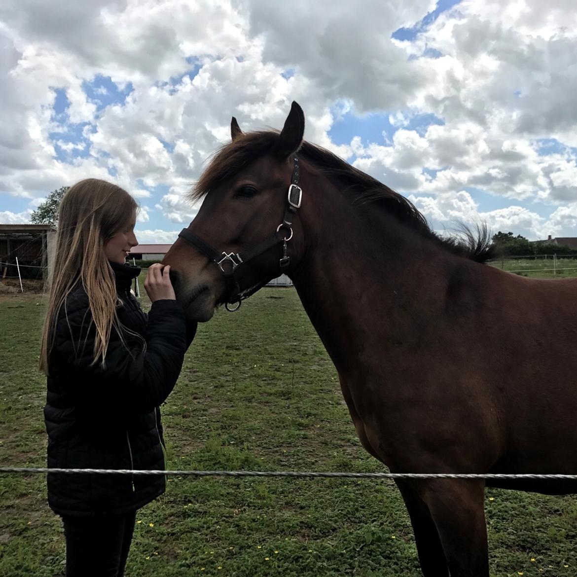Anden særlig race Herkules billede 14