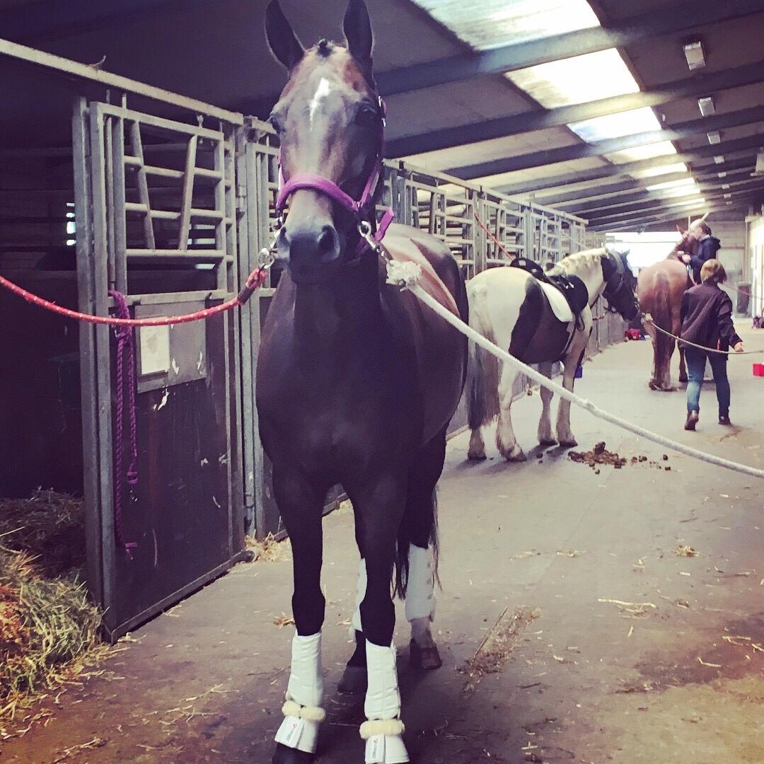 Trakehner Catwalk himmelhest billede 10