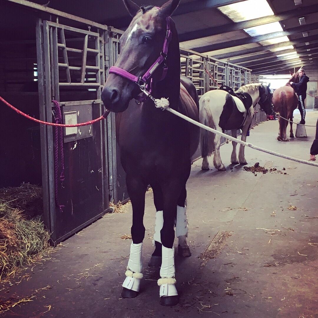 Trakehner Catwalk himmelhest billede 11