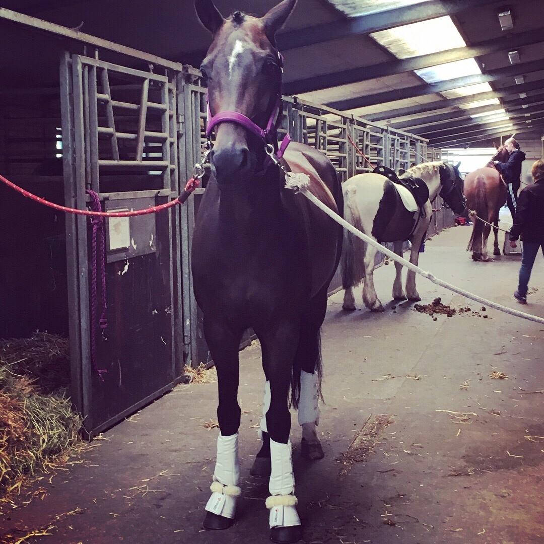 Trakehner Catwalk himmelhest billede 12