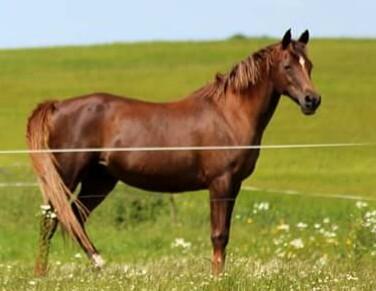 Arabisk fuldblod (OX) Maheba ox 3214 R.I.P 02-04-2019 billede 41