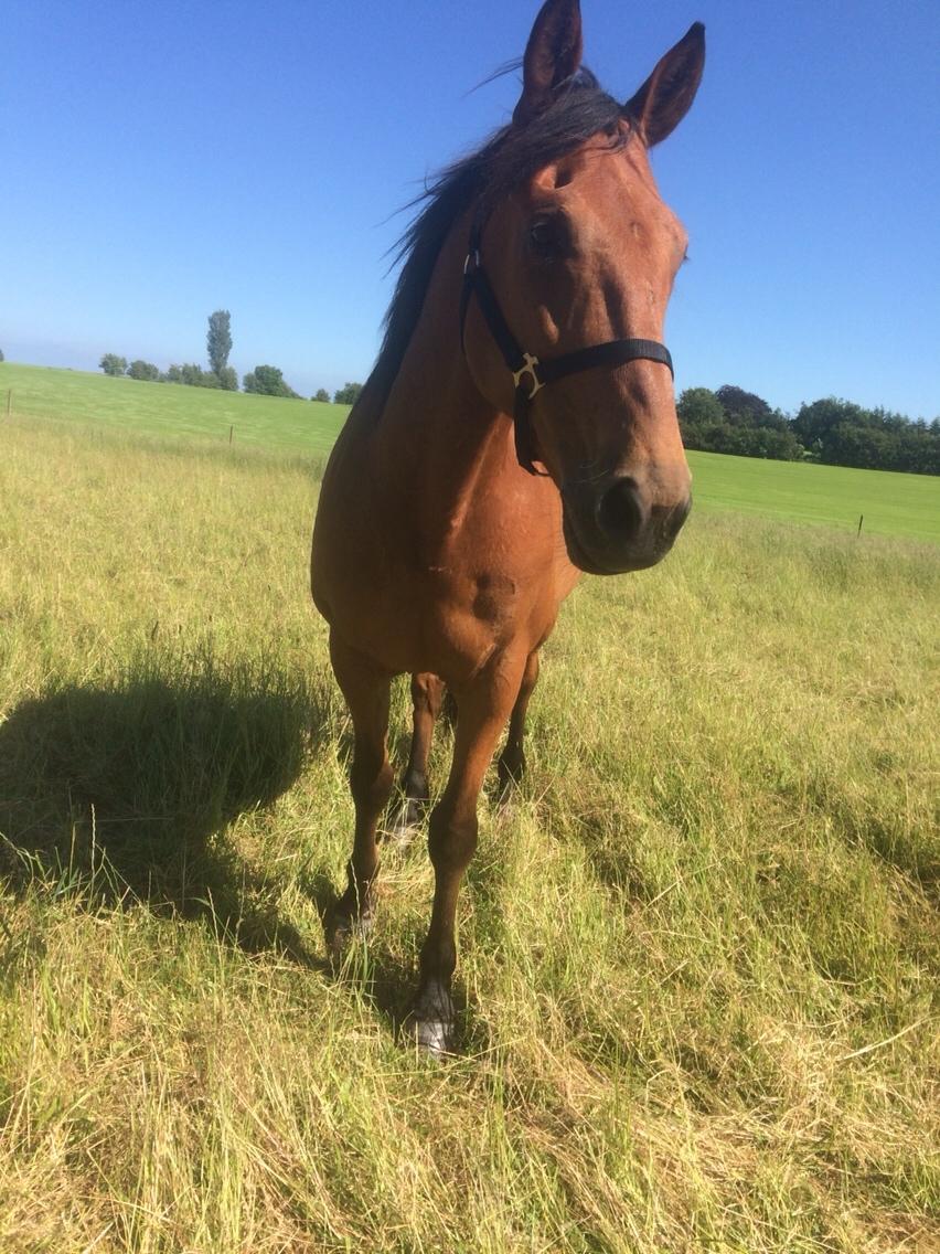 Traver Gunnison (R.I.P)  billede 14