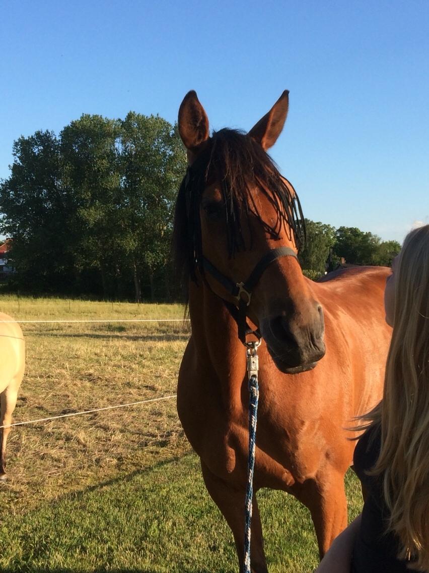 Traver Gunnison (R.I.P)  billede 20