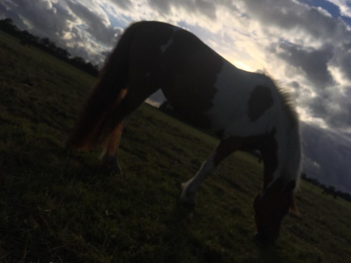 Anden særlig race Smukke Lille Luna billede 11