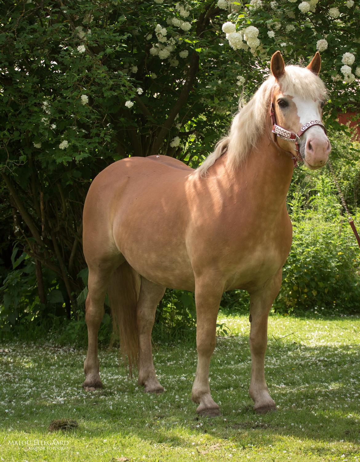 Haflinger Tilde *Himmelhest* billede 18