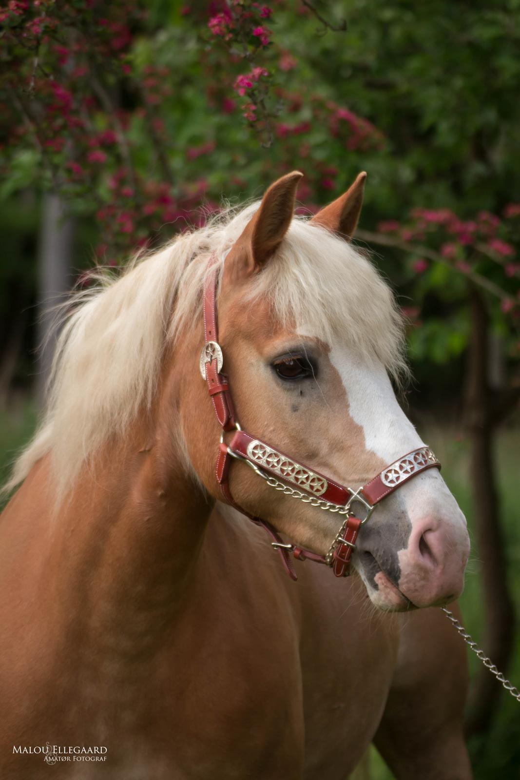 Haflinger Tilde *Himmelhest* billede 19
