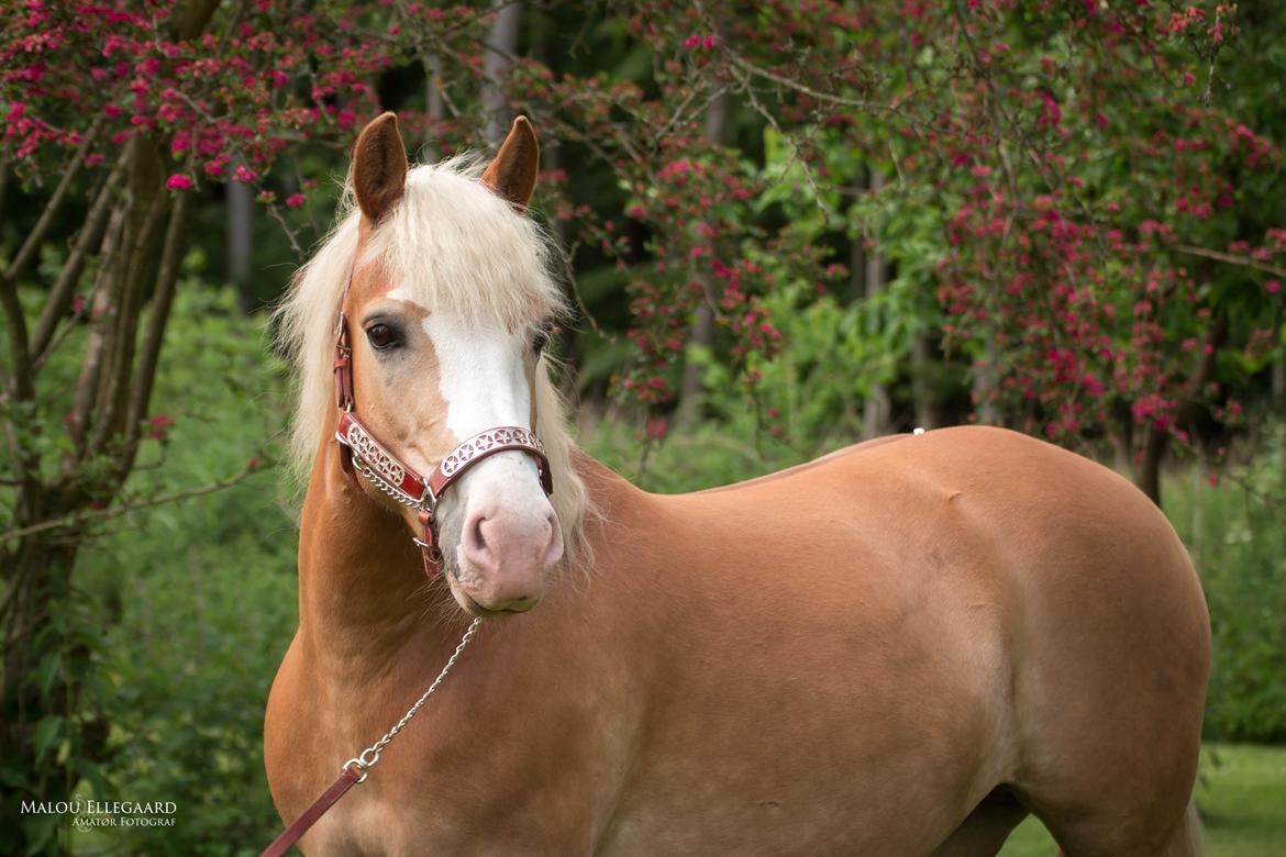 Haflinger Tilde *Himmelhest* billede 20