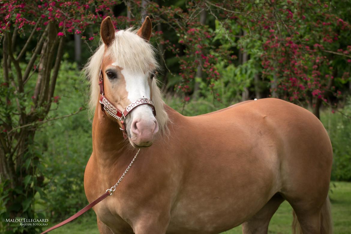 Haflinger Tilde *Himmelhest* - Det allersidste billede af Tilde. Dagen efter blev hun aflivet billede 1