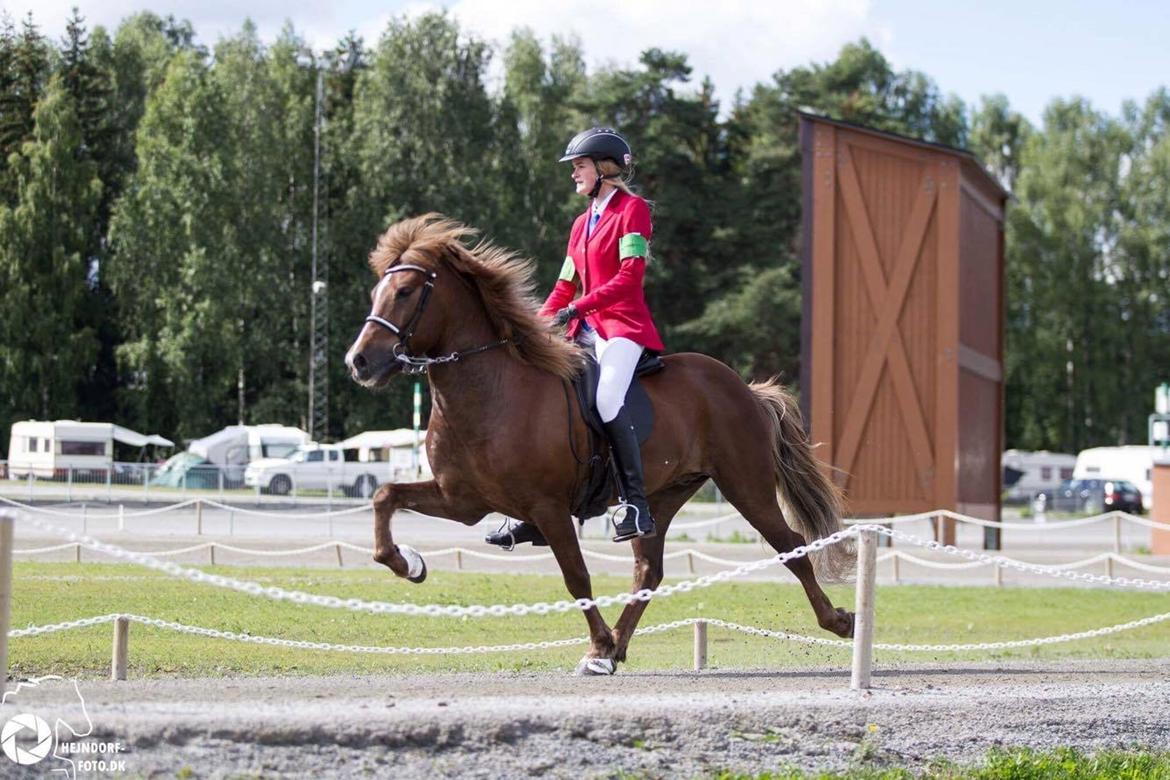 Islænder Depill fra Vivildgård billede 1