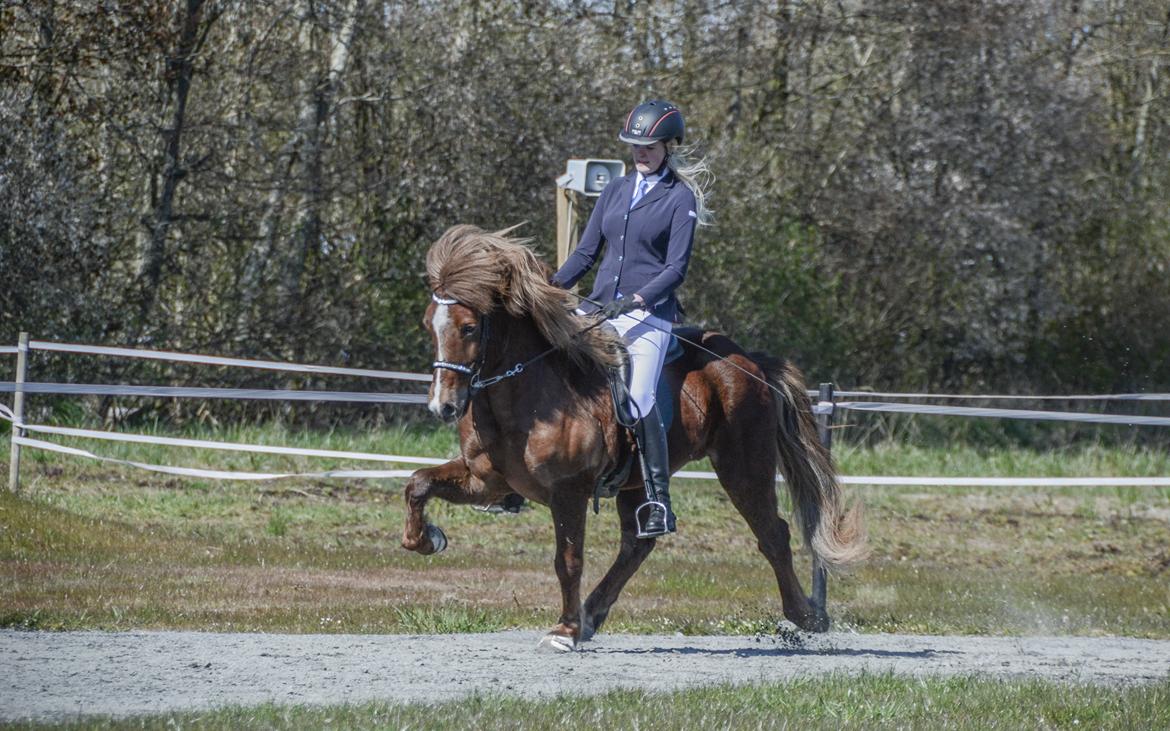 Islænder Depill fra Vivildgård billede 7