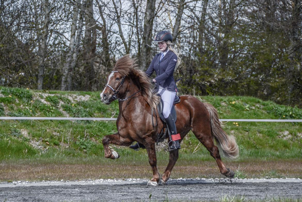 Islænder Depill fra Vivildgård billede 4