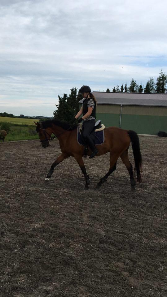 Sportsaraber (A) Aragorn's Choice - Hos Nordskov Dressage billede 7