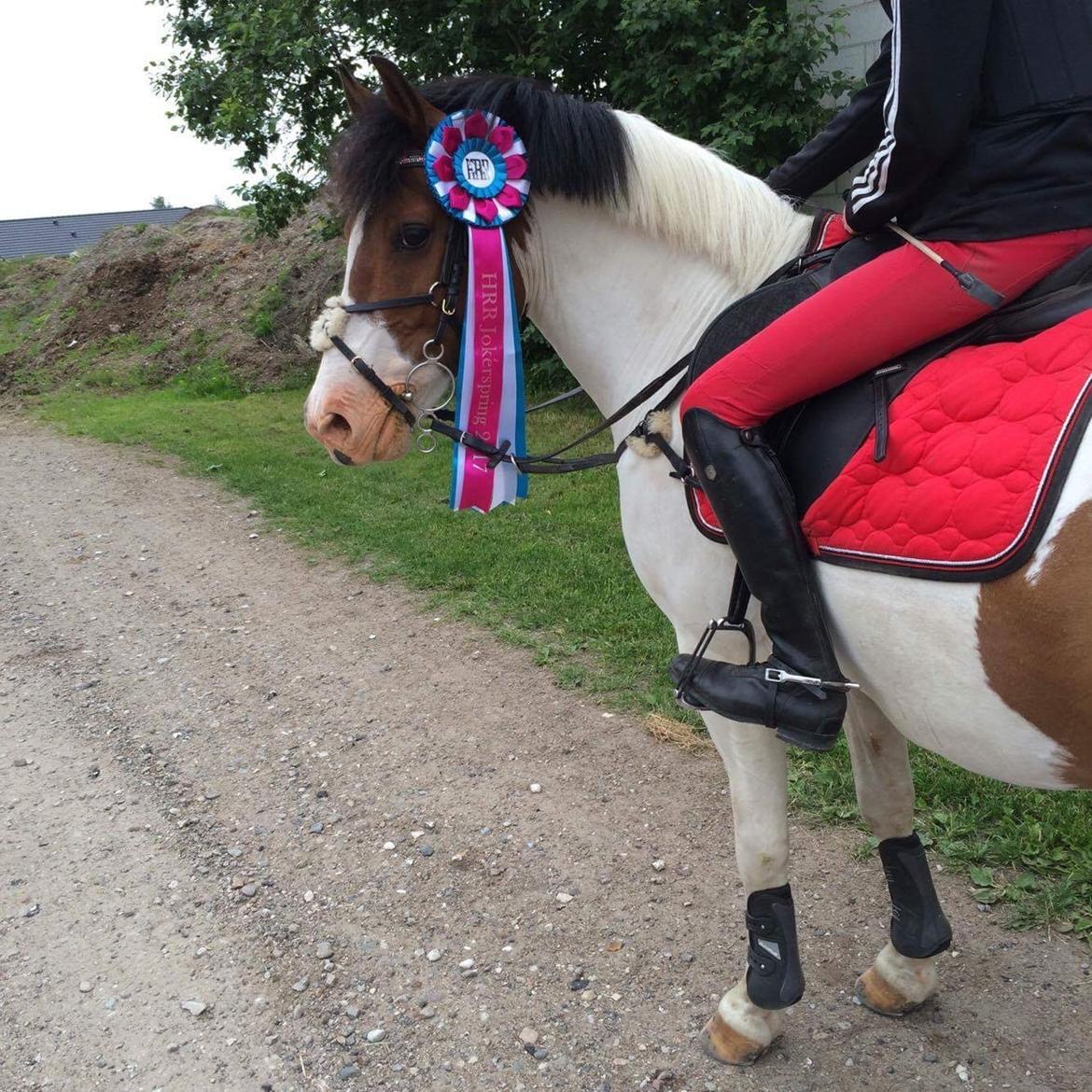 Anden særlig race Strit billede 12