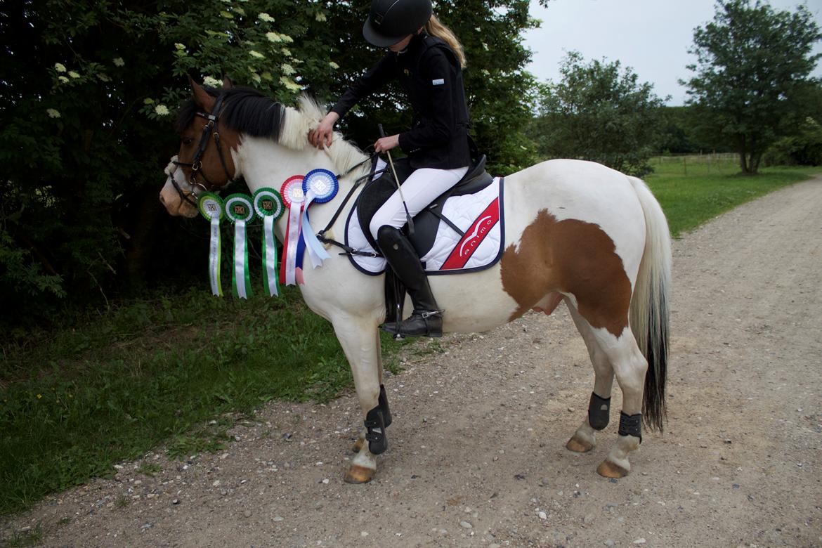Anden særlig race Strit billede 13