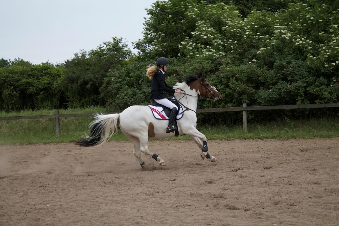 Anden særlig race Strit billede 20