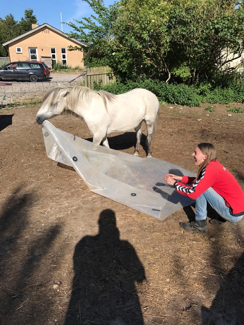 Welsh Mountain (sec A) Team J Nielsen's Felix - juli 2017 billede 9