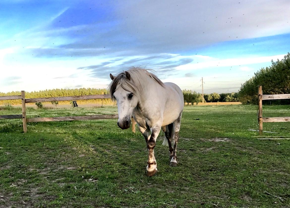 Welsh Mountain (sec A) Team J Nielsen's Felix - juli 2017 billede 10