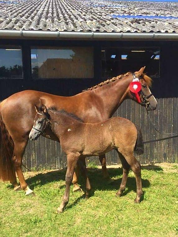 New Forest Harbogaards Cody billede 6