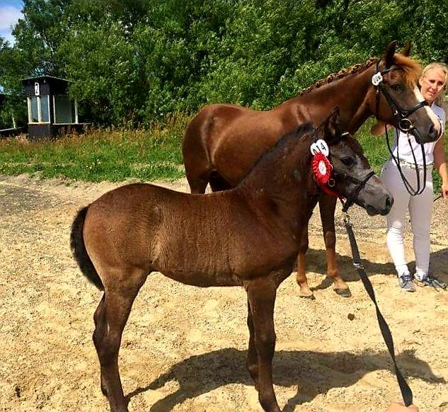 New Forest Harbogaards Cody billede 5