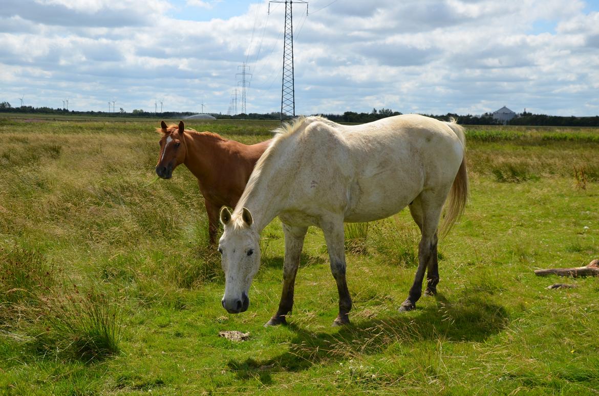 Anden særlig race Clinton  (Præsidenten)  billede 9