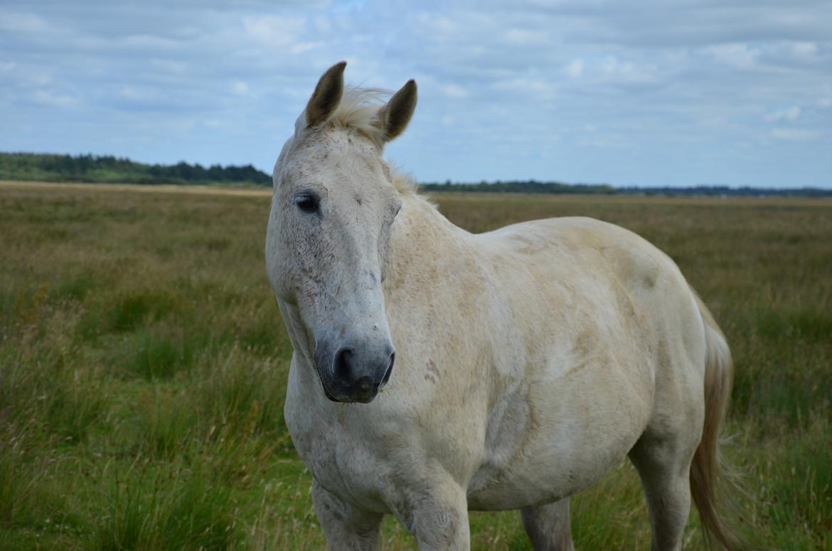 Anden særlig race Clinton  (Præsidenten)  billede 1
