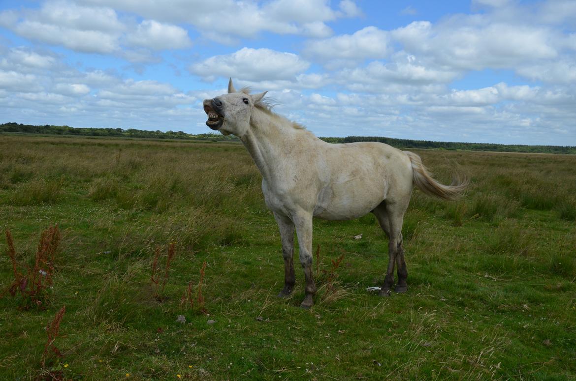 Anden særlig race Clinton  (Præsidenten)  billede 7