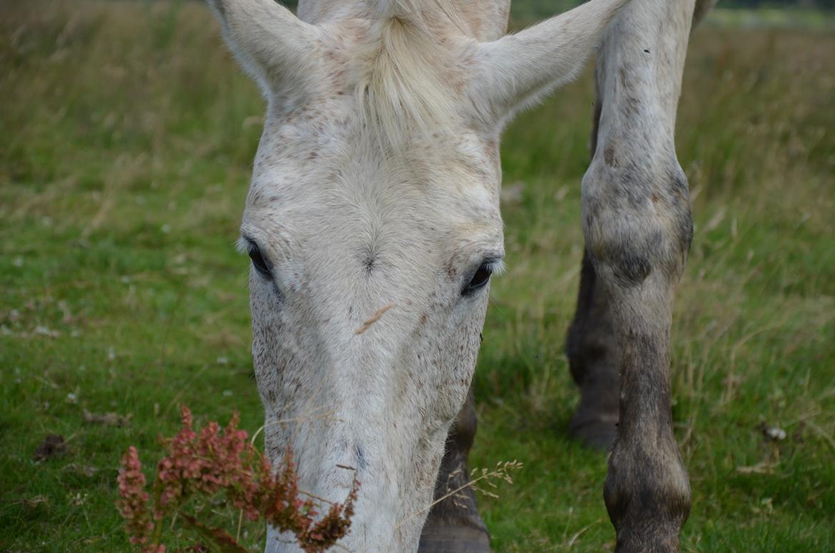 Anden særlig race Clinton  (Præsidenten)  billede 8