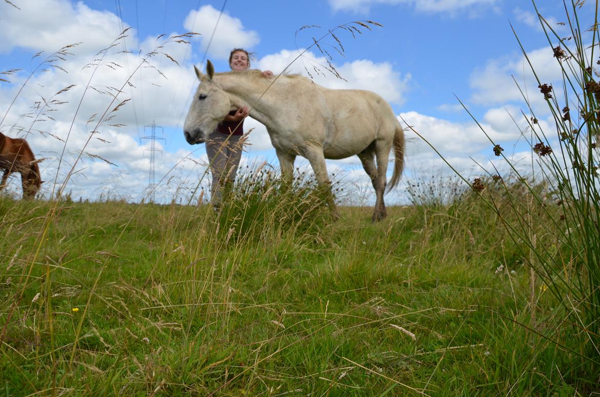 Anden særlig race Clinton  (Præsidenten)  billede 3