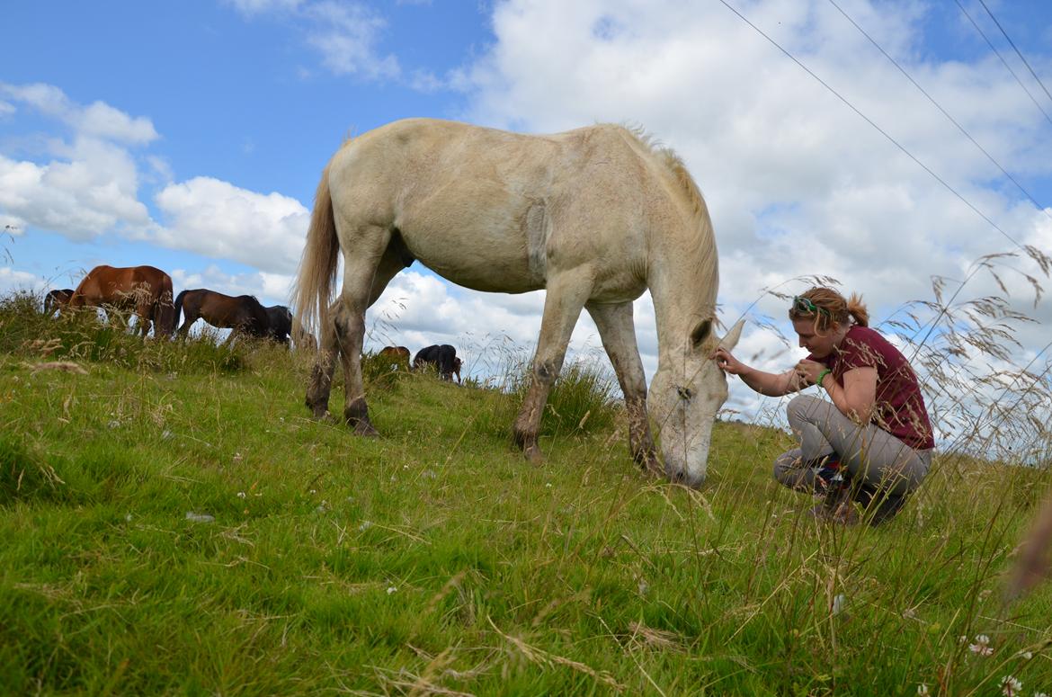 Anden særlig race Clinton  (Præsidenten)  billede 11