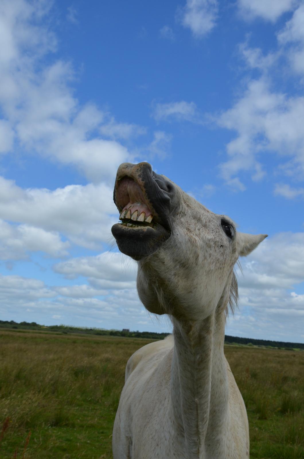 Anden særlig race Clinton  (Præsidenten)  billede 10