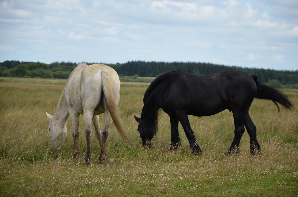 Anden særlig race Clinton  (Præsidenten)  billede 15