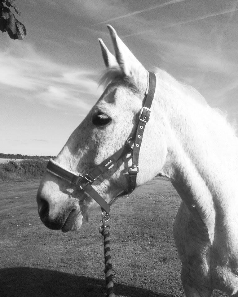 Anden særlig race Clinton  (Præsidenten)  billede 13