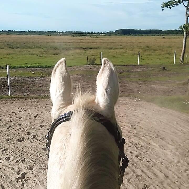 Anden særlig race Clinton  (Præsidenten)  - Første ridetur på bane :3 billede 14