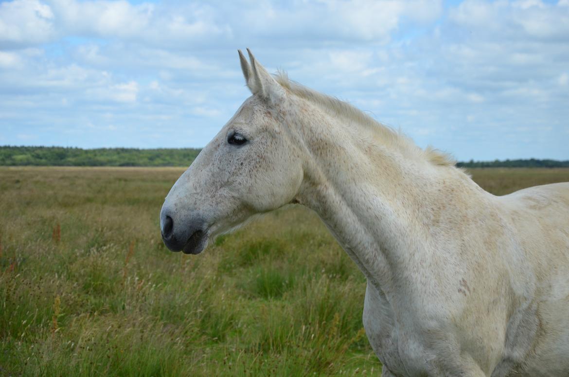 Anden særlig race Clinton  (Præsidenten)  billede 5