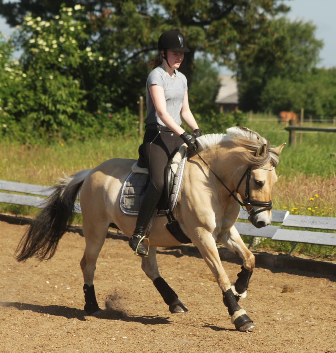 Fjordhest Estel Tidselbjerg billede 17