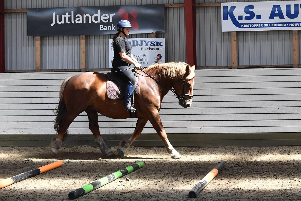 Sydtysk Koldblod Daedalus [Himmelhest] billede 13