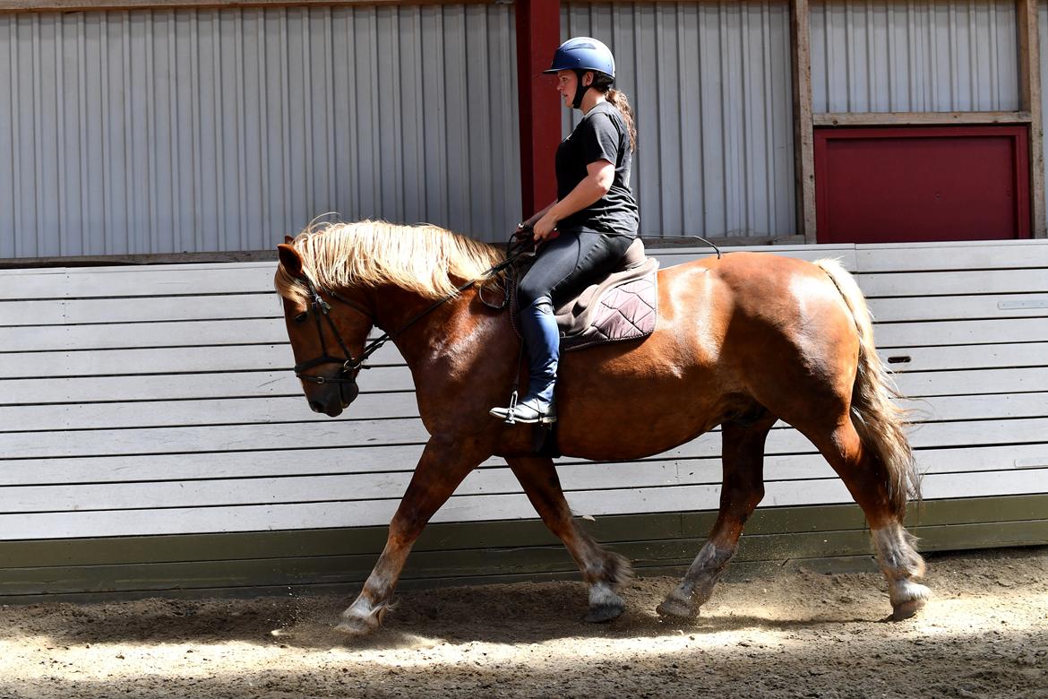 Sydtysk Koldblod Daedalus [Himmelhest] billede 14