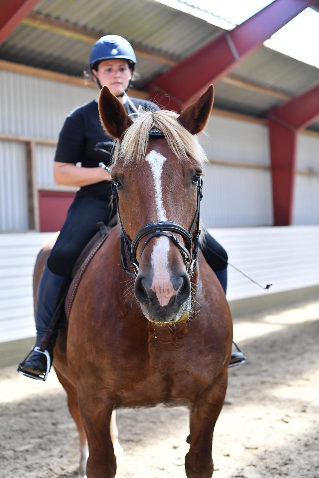 Sydtysk Koldblod Daedalus [Himmelhest] billede 15