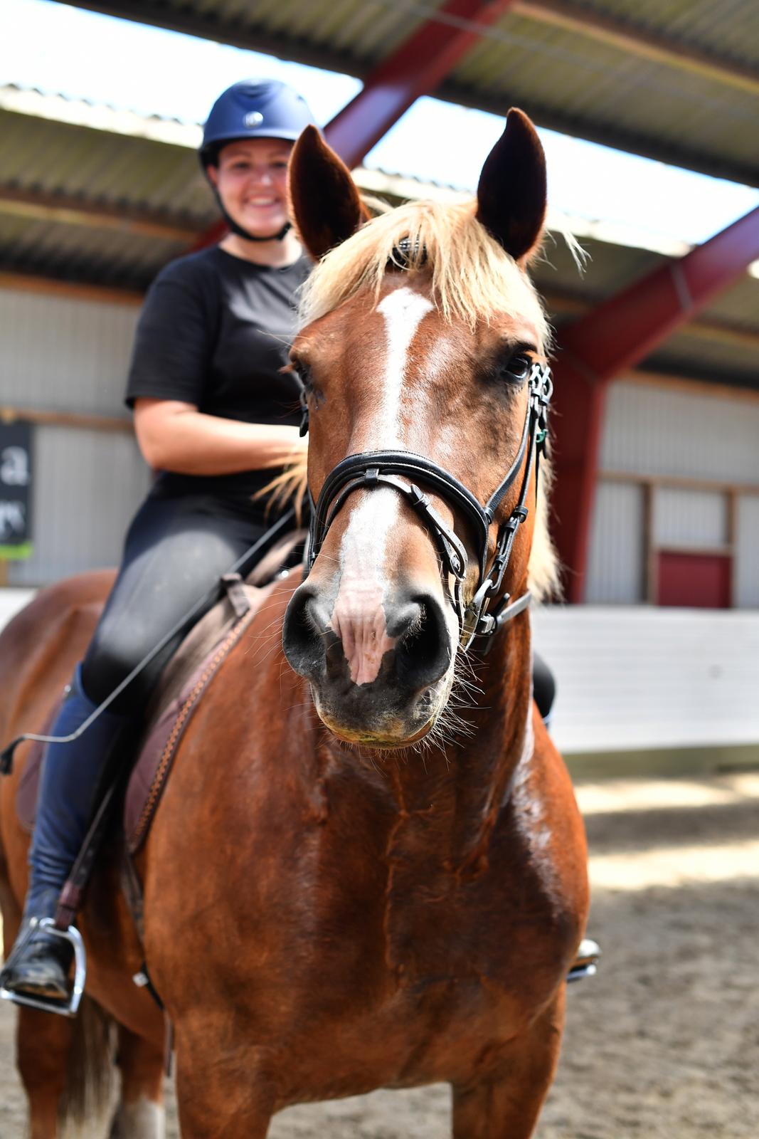 Sydtysk Koldblod Daedalus [Himmelhest] billede 16