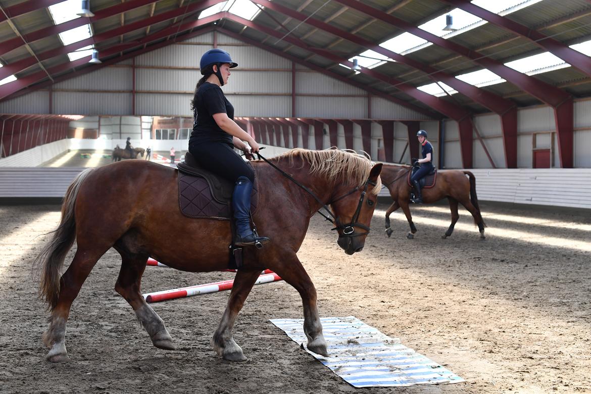 Sydtysk Koldblod Daedalus [Himmelhest] billede 17