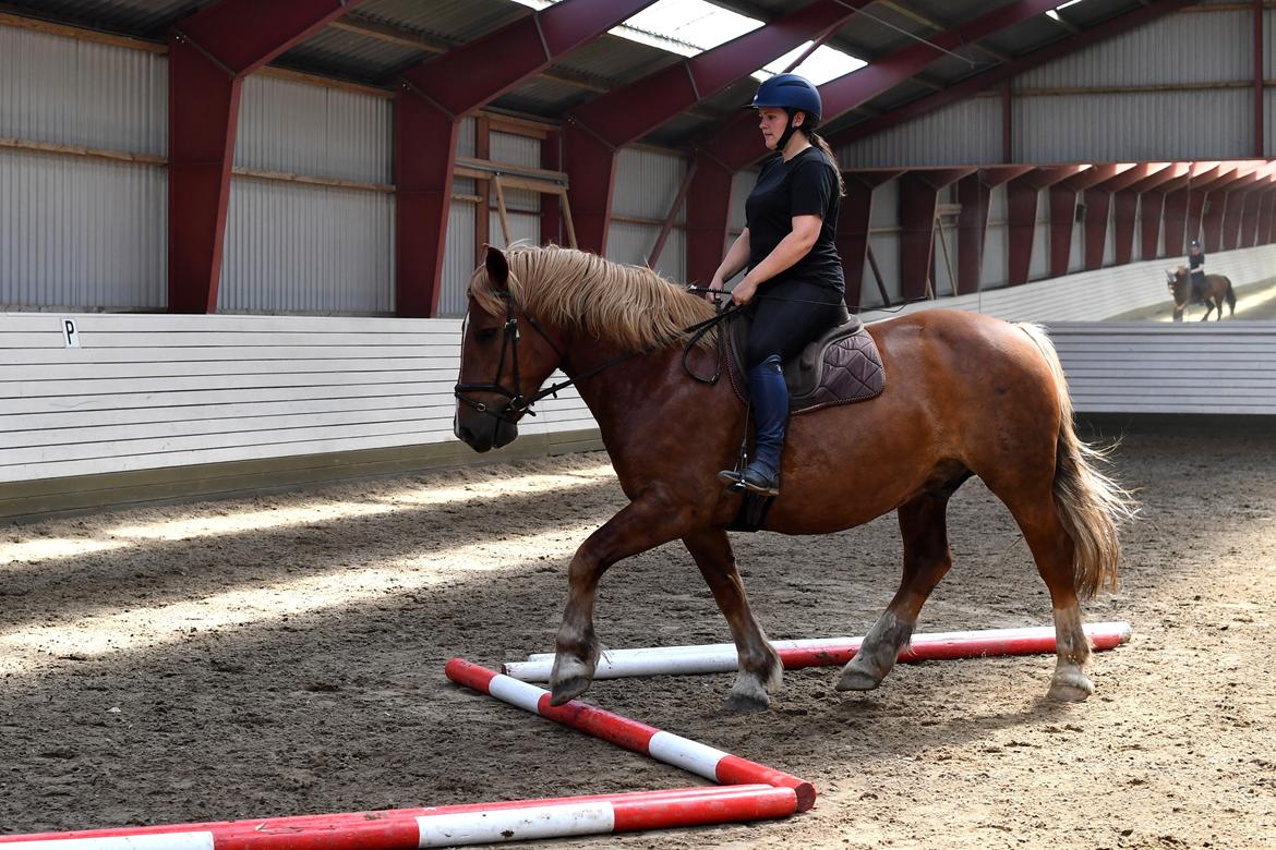 Sydtysk Koldblod Daedalus [Himmelhest] billede 18